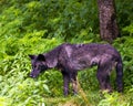 Wolf animal stock photos. Wolf Black wolf animal close-up profile view with trees and foliage background