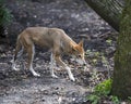 Wolf animal stock photos.  Wolf Red wolf animal close-up profile view with trees and foliage background and foreground Royalty Free Stock Photo