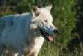 Wolf at attention Royalty Free Stock Photo