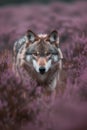 Wolf among heath. AI generated. Royalty Free Stock Photo