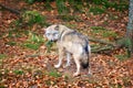 Wolf at bavarian forest national park Royalty Free Stock Photo