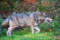 Wolf at bavarian forest national park Royalty Free Stock Photo