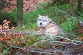 Wolf at bavarian forest national park Royalty Free Stock Photo