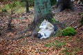 Wolf at bavarian forest national park Royalty Free Stock Photo