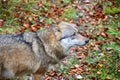 Wolf at bavarian forest national park Royalty Free Stock Photo