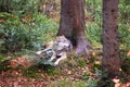 Wolf at bavarian forest national park Royalty Free Stock Photo