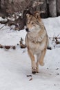 Wolf beautiful and cheerful proud standing with raised ears in the snow in the winter forest