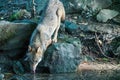 Wolf beding to drink from pond