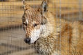 Wolf behind bars at the zoo Royalty Free Stock Photo