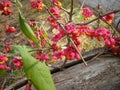 Wolf berries