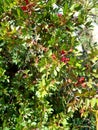 Wolf berry. Small red berries on a bush.