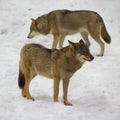 Wolf from Bialowieza / Poland Royalty Free Stock Photo