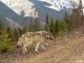 Wolf in Canadian Rocky Mountains