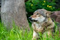 The wolf, Canis lupus Royalty Free Stock Photo