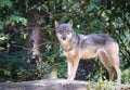 The beautiful eyes of a grey wolf