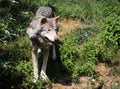 The beautiful eyes of a grey Wolf