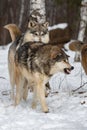 Wolf Canis lupus Bares Teeth at Chasing Packmates Winter Royalty Free Stock Photo