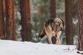 wolf Canis lupus Eurasian wolf walking in snowy winter forest Royalty Free Stock Photo