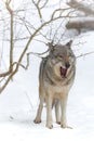 Wolf (Canis lupus) standing in snow yawning Royalty Free Stock Photo