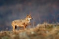 Wolf, Canis lupus, in wild nature, Europe mountain, Romania in Portrait of predator, beautiful wolf. Animal in stone hill, face