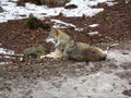 Wolf Canis lupus in wintertime