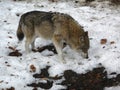 Wolf Canis lupus in wintertime