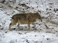 Wolf Canis lupus in wintertime