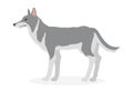 Wolf Cartoon Vector Illustration in Flat Design