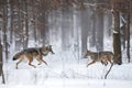 wolf chasing after deer in snowy forest