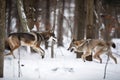 wolf chasing after deer in snowy forest