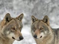 Wolf and she-wolf close-up on background of a blurry forest