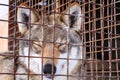 Wolf with closed eyes behind grid in cage on winter cold day Royalty Free Stock Photo