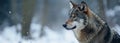 Wolf Standing in Snow With Trees in Background Royalty Free Stock Photo