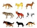 Wolf, coyote,jackal and dog collection vector illustration isolated.