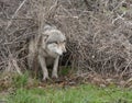 Wolf Crawling Through Underbrush