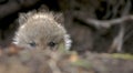 Wolf cub Royalty Free Stock Photo