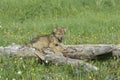 Wolf cub Royalty Free Stock Photo