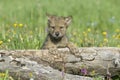 Wolf cub Royalty Free Stock Photo