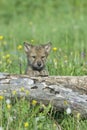 Wolf cub Royalty Free Stock Photo