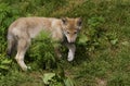 Wolf cub Royalty Free Stock Photo