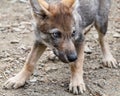 Wolf cub portrait Royalty Free Stock Photo