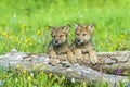 Wolf cubs,digital oil painting Royalty Free Stock Photo