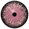 Wolf 3d eyeball, pink animal eye