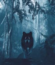 Wolf in the dark forest Royalty Free Stock Photo