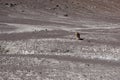 A wolf in the desert of Altiplano Boliviano