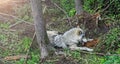 A wolf devours the prey, in the forest background. Close to wolf resting in natural environment. Close up portrait of a Timber