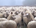 Wolf in disguise wearing a wool clothing mingles in a flock of sheep Royalty Free Stock Photo