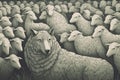 Wolf disguised as a sheep hiding in a flock of sheep. Wolf pretending to be a sheep. Hiding true identity for malicious reasons