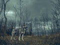 Wolf dog animal in nature forest with cloudy sky Royalty Free Stock Photo