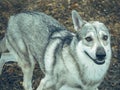 Wolf dog animal in nature forest happy portrait in move Royalty Free Stock Photo